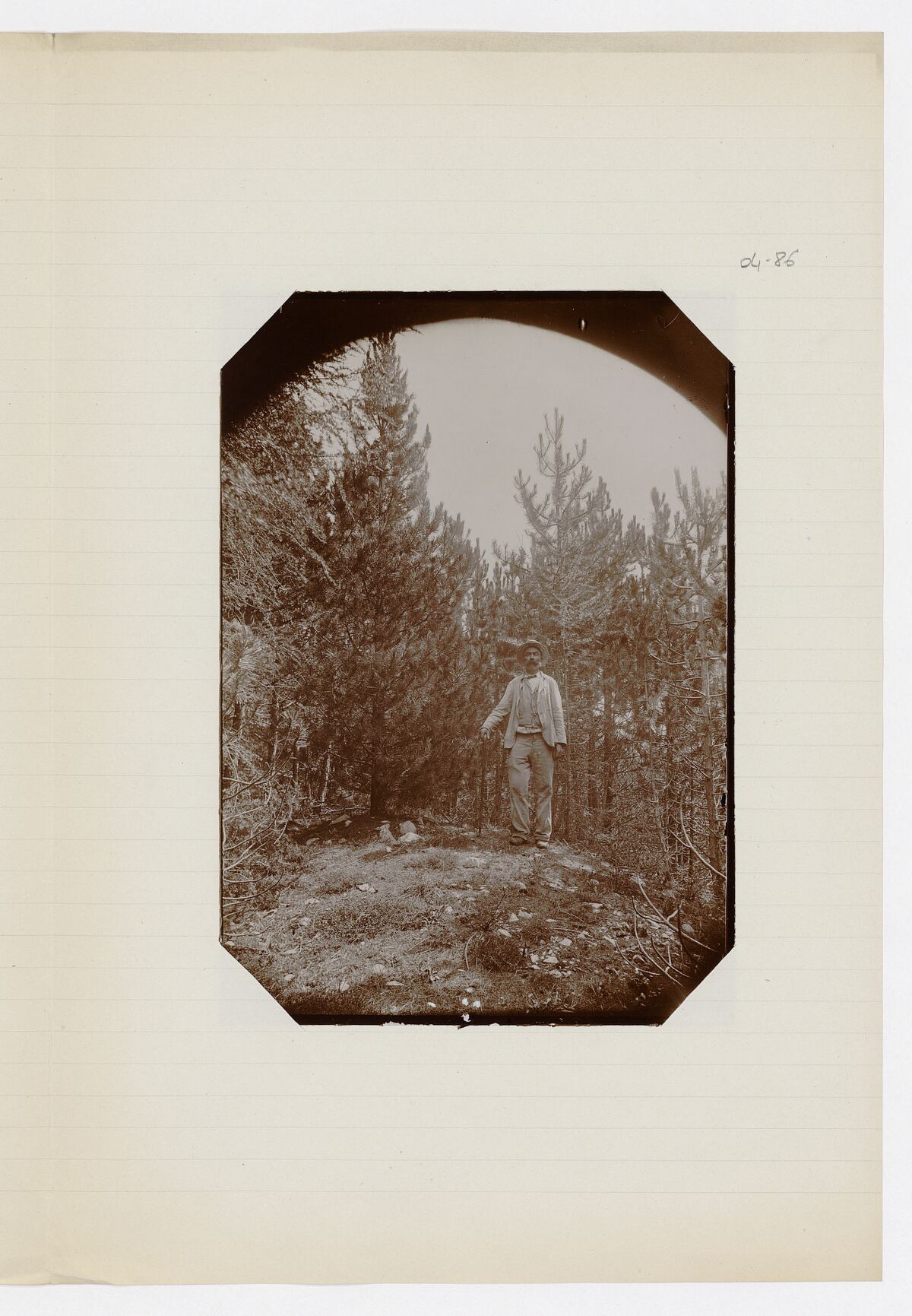 Vue en 1905 du pin Cembro planté le 30 septembre 1875 par Mr Faré, directeur général des forêts / Garniron