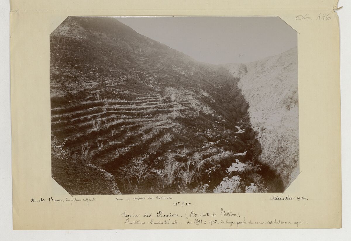 Ravin des Plumiers (rive droite de l'Estéron, plantations, banquettes) / de Brun