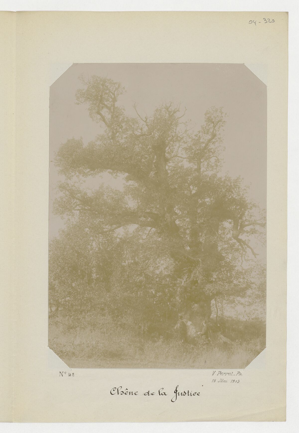 Arbres remarquables (chêne de la justice, chêne recouvert de clématites) / Perrot