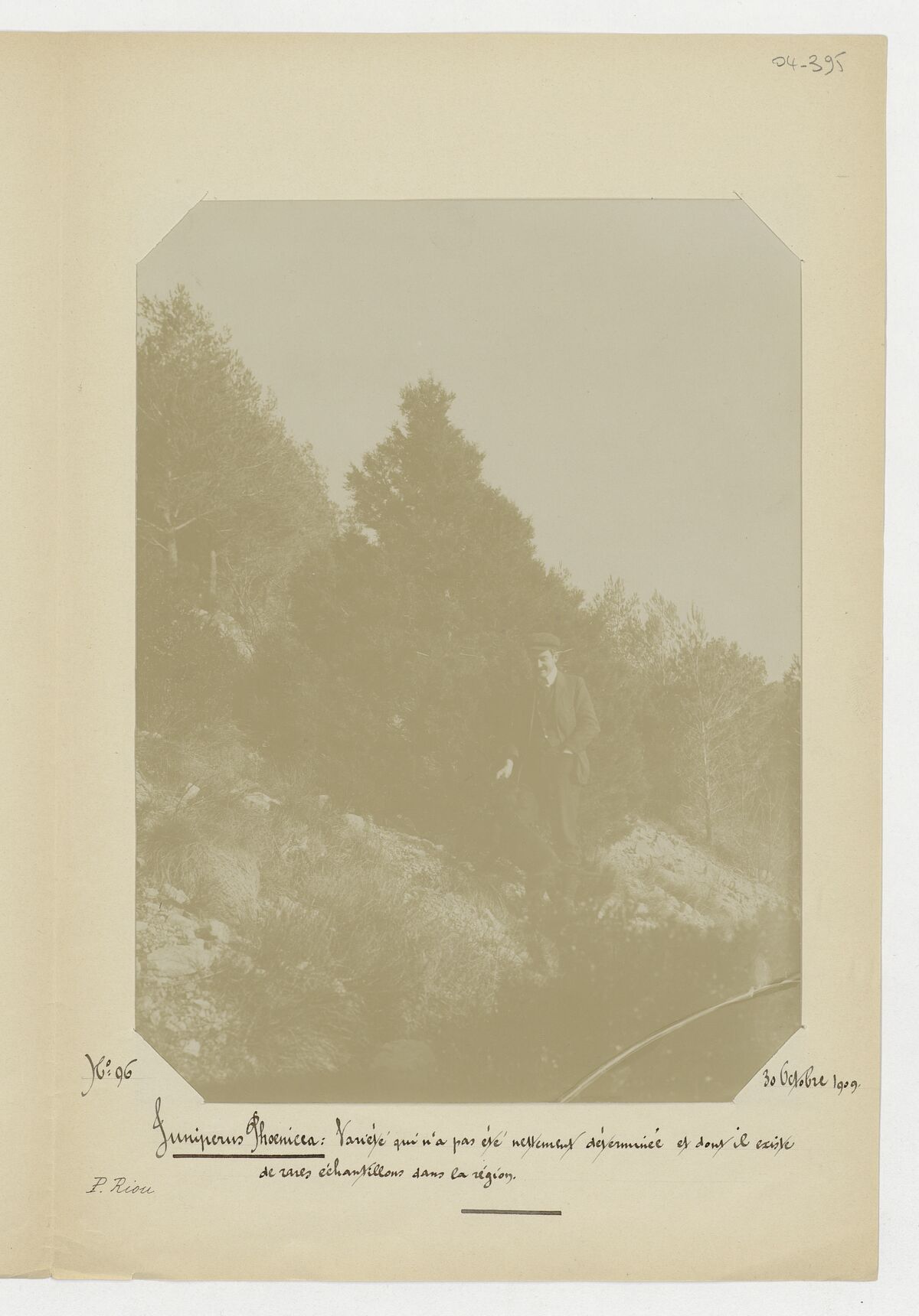 Juniperus phoenicea (genévrier de phénicie) / Riou