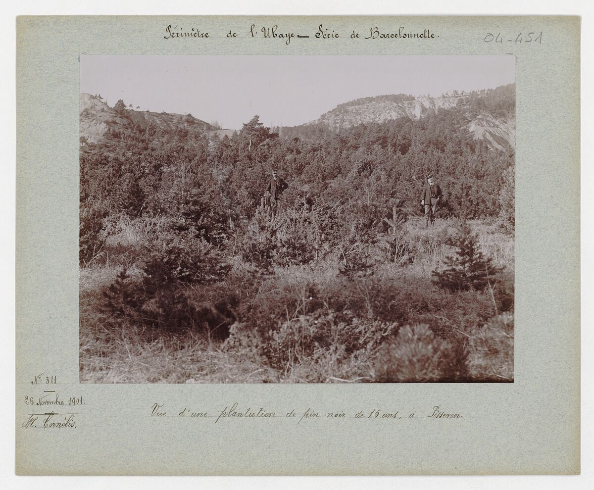 Pissevin (plantations de pins noirs de 15 ans, seuils et garnissages) / Cornélis