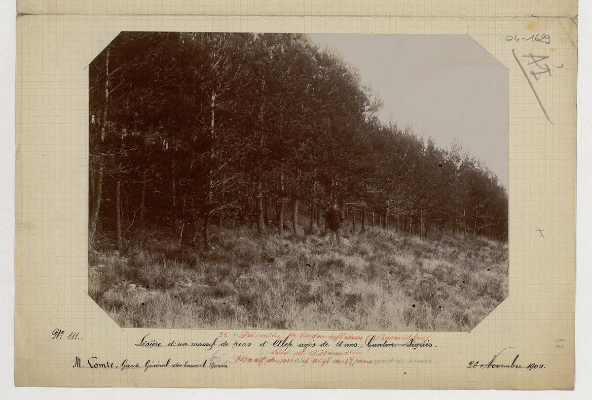 Canton de Ségriès (massif de pins d'Alep, garnissages dans une berge ravinée) / Comte