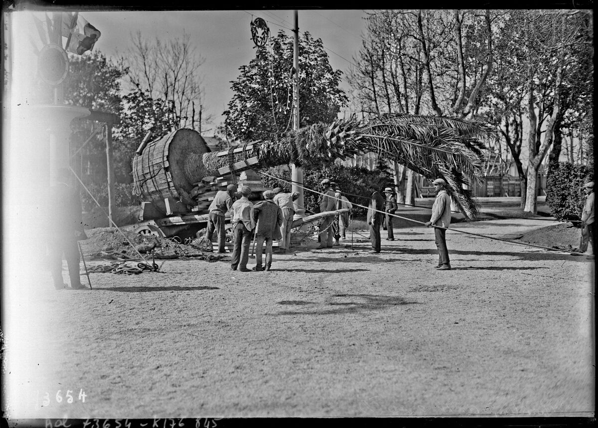 Exposition [coloniale] de Marseille, [déplacement d'un palmier] : [photographie de presse] / [Agence Rol]