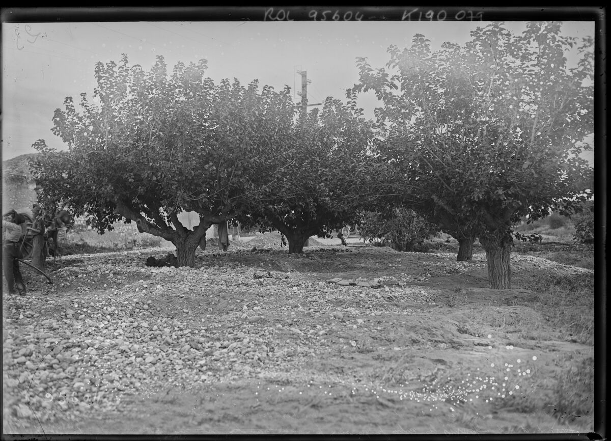 26-9-24 à Châteauneuf[-du-Pape], les galets et la terre descendus des ravins ont débordés la route transformée en torrent et ont enfoncés les arbres jusqu'aux premières branches sur une épaisseur de 1 m 60 : [photographie de presse] / [Agence Rol]