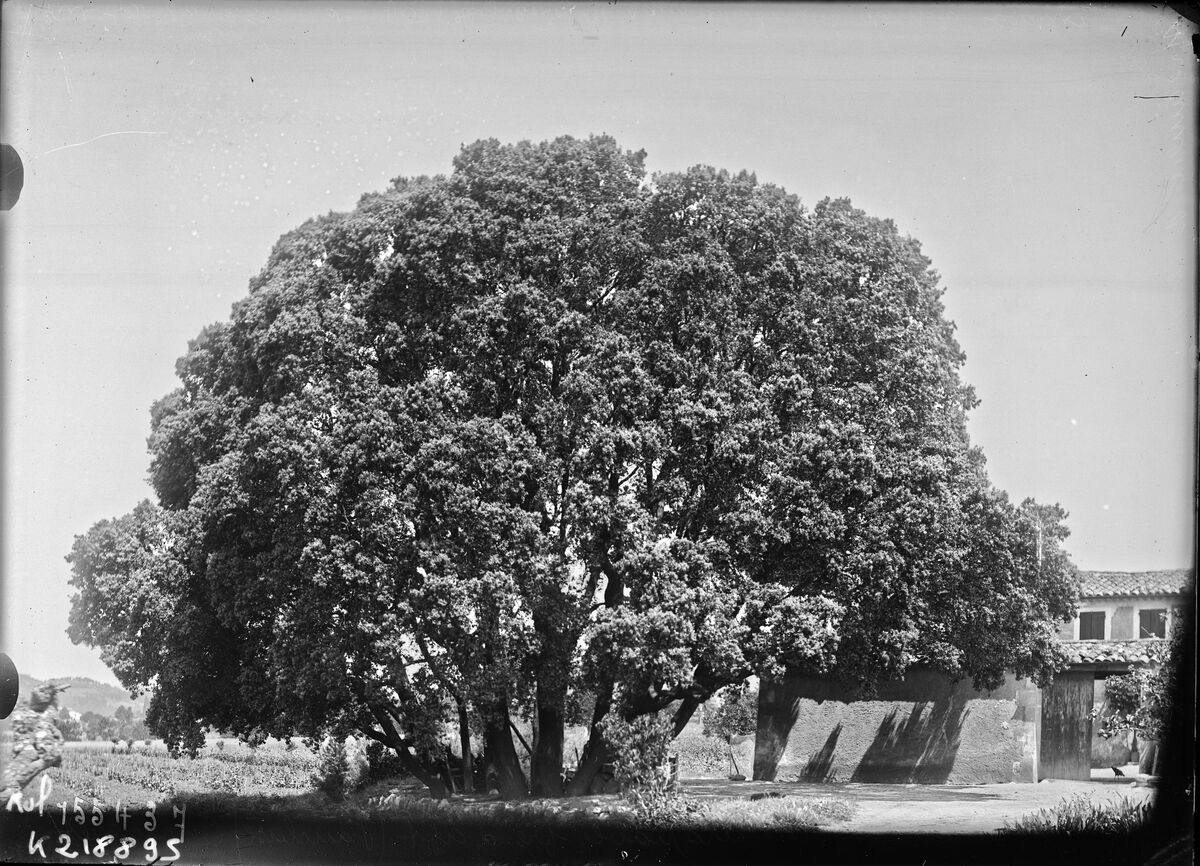 Bouquet de chênes verts remarquable près d'Apt (Vaucluse), ce bouquet autant par sa grandeur (15 m de hauteur environ) que par sa forme régulière est sans doute un des plus beaux spécimens de ces arbres : [photographie de presse] / [Agence Rol]