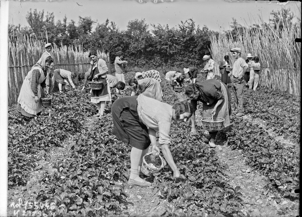 Récolte des fraises à Carpentras en mai : [photographie de presse] / [Agence Rol]