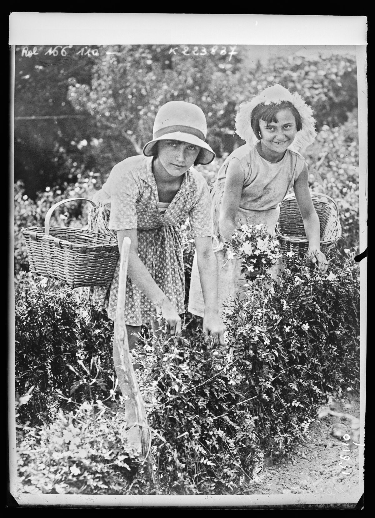 Cueillette de jasmins à Grasse (CN) : [photographie de presse] / [Agence Rol] ; [d'après la photographie originale de l'agence photographique] Central News