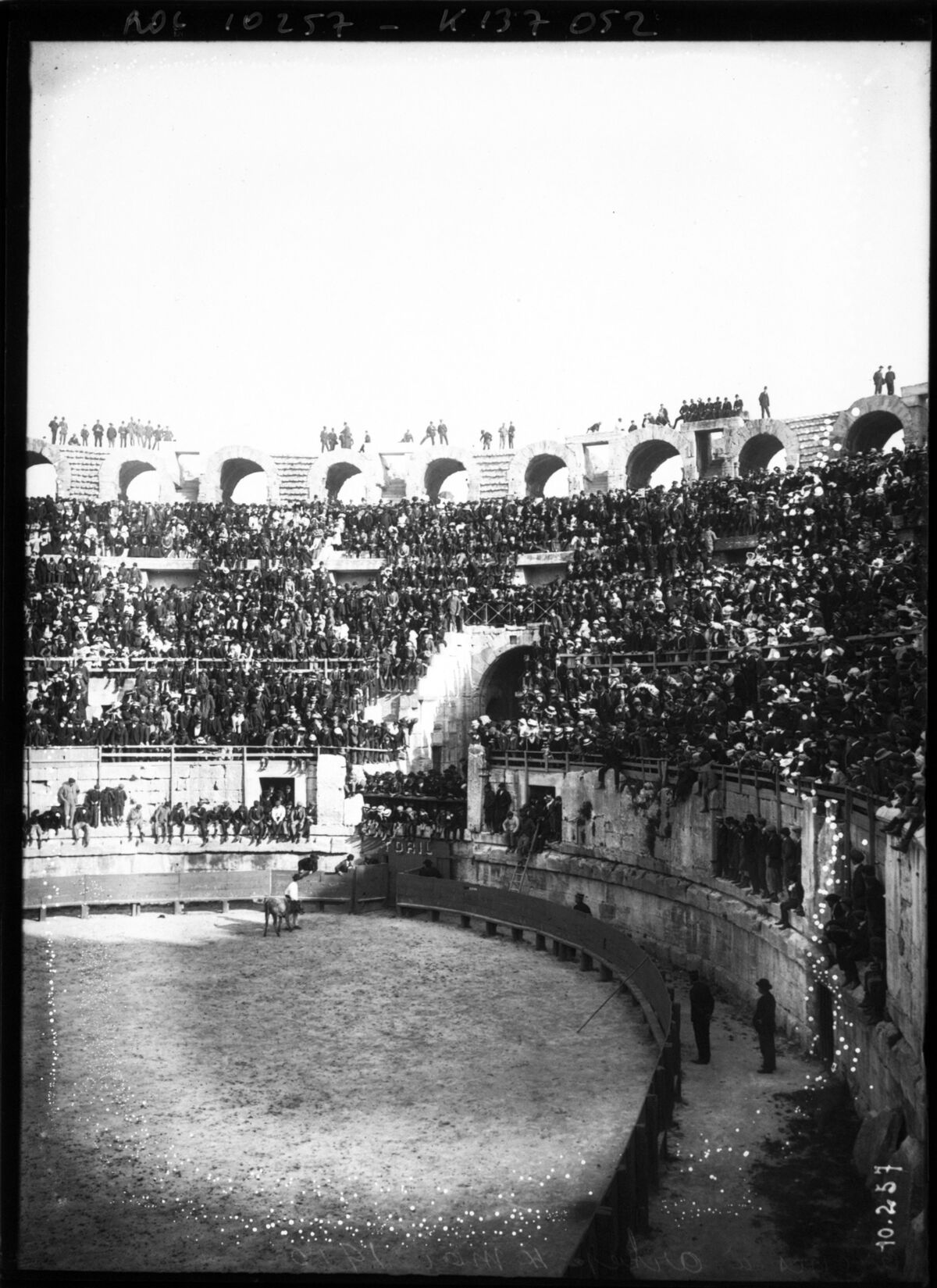 Arènes à Arles, 4 mai 1910 [jeune taureau ou vachette reconduit vers le toril] : [photographie de presse] / [Agence Rol]